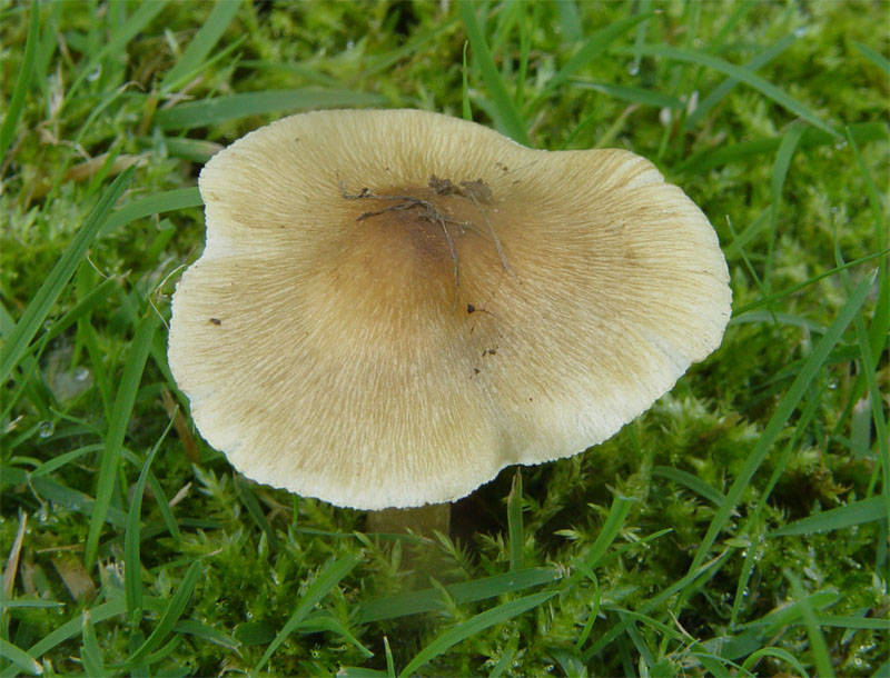 Funghetto in giardino (cfr. Inocybe sp.)